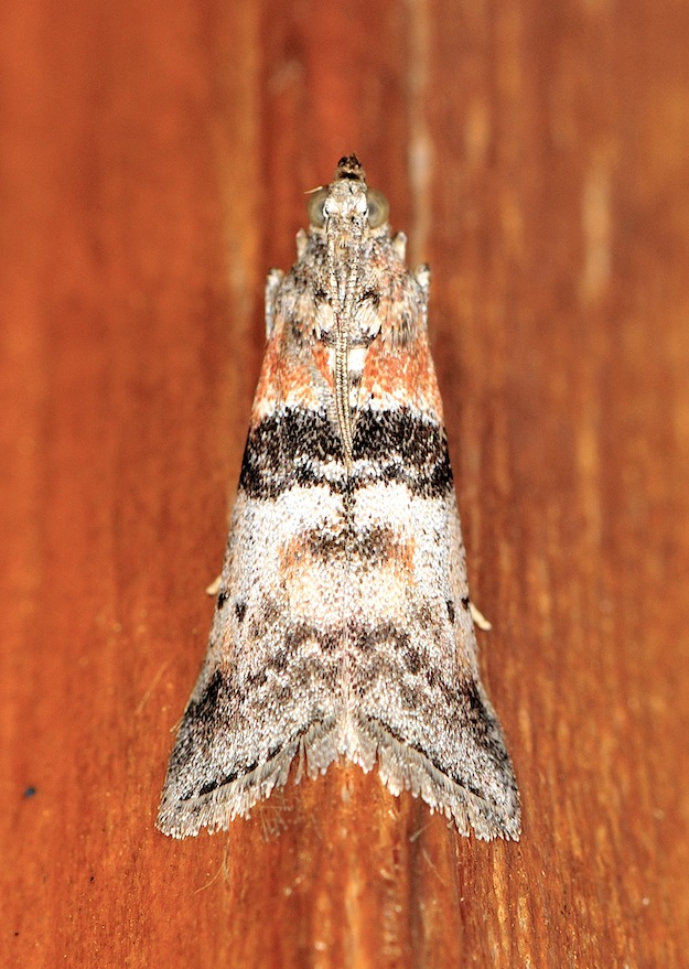 Conobathra repandana?